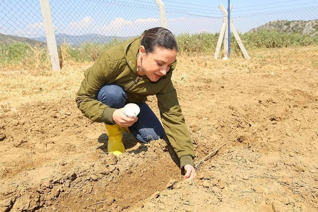Gelemer Karpuzu yeniden toprakla buluşuyor.